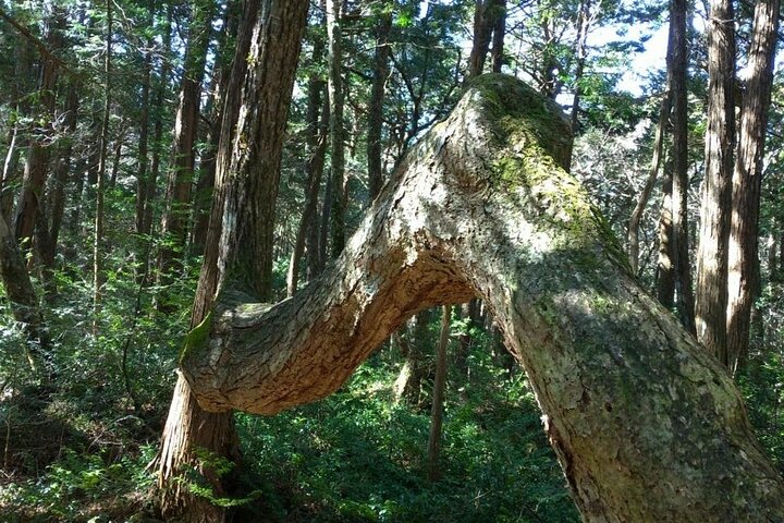 Exploring Mt Fuji Ice Cave and Sea of Trees Forest