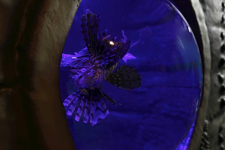 SEA LIFE Blackpool Admission Ticket