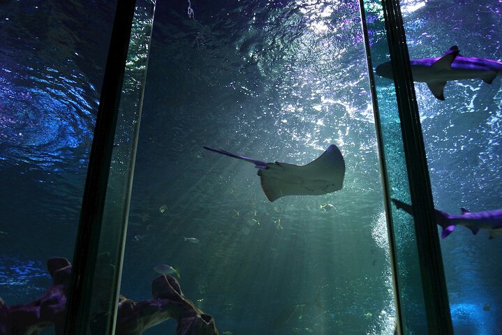SEA LIFE Blackpool Admission Ticket