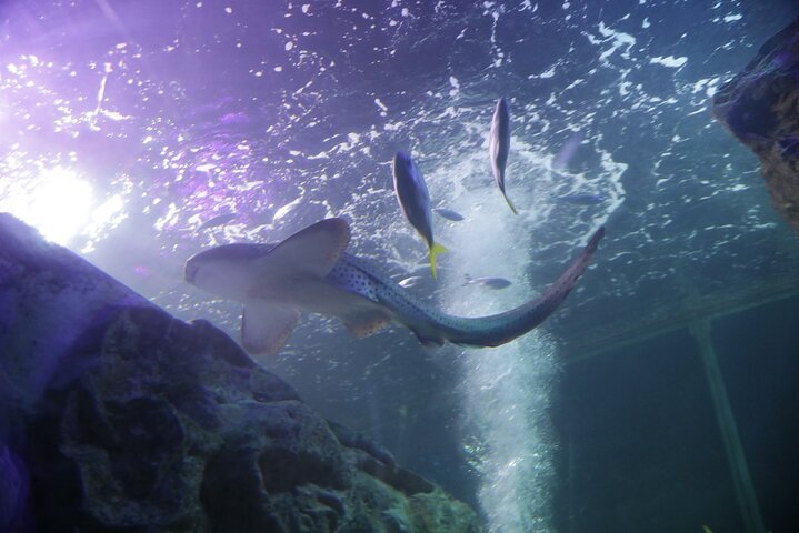 SEA LIFE Blackpool Admission Ticket