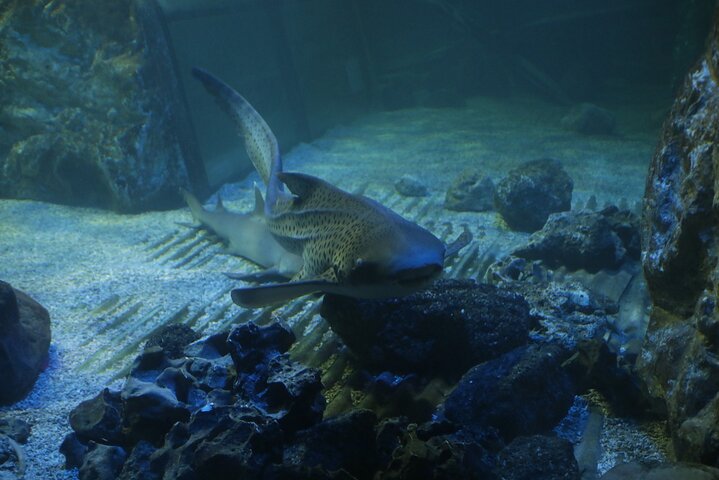 SEA LIFE Blackpool Admission Ticket