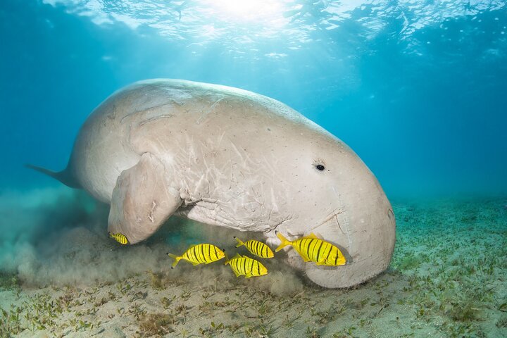 Marsa Mubarak snorkeling with dugong and turtles - marsaalam