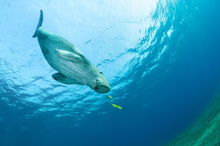 Marsa Mubarak snorkeling with dugong and turtles - marsaalam