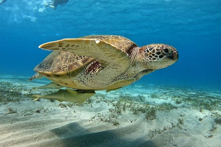 Marsa Mubarak snorkeling with dugong and turtles - marsaalam