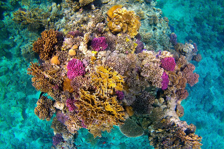Sataya Dolphin House Snorkel Trip - Marsa Alam