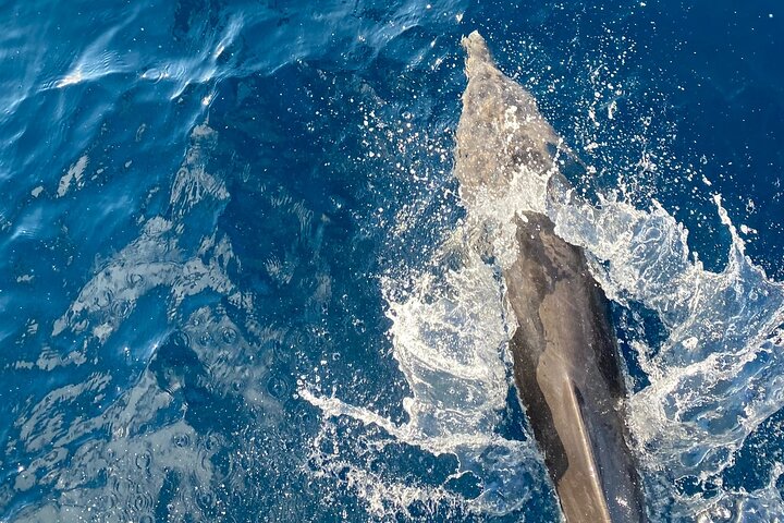 Sataya Dolphin House Snorkel Trip - Marsa Alam