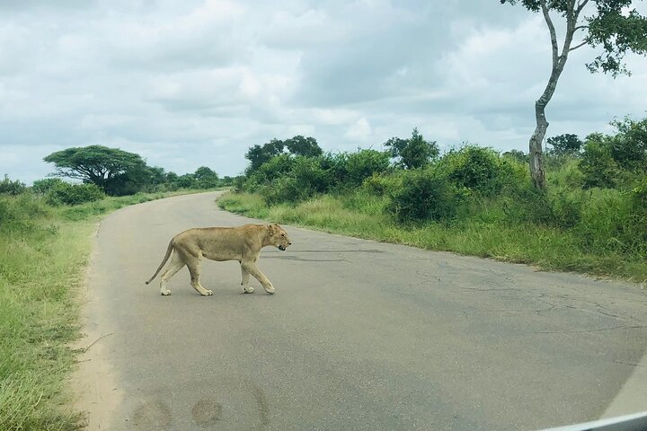Kruger National Park Full-Day Tour