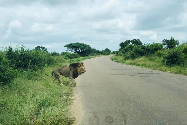 Kruger National Park Full-Day Tour