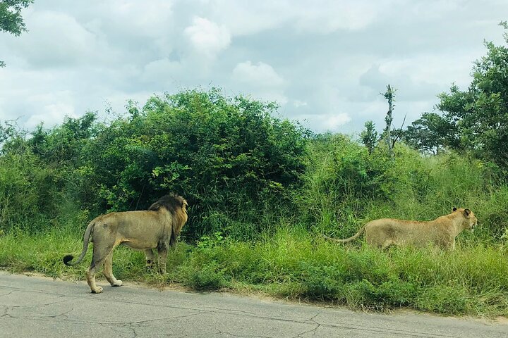 Kruger National Park Full-Day Tour
