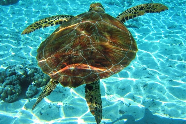 Laganas Zakynthos: Marathonissi, Keri Caves and Turtles Spotting