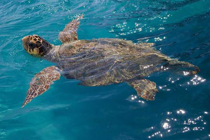 Laganas Zakynthos: Marathonissi, Keri Caves and Turtles Spotting