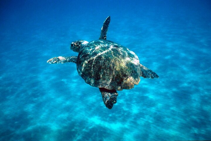 Laganas Zakynthos: Marathonissi, Keri Caves and Turtles Spotting