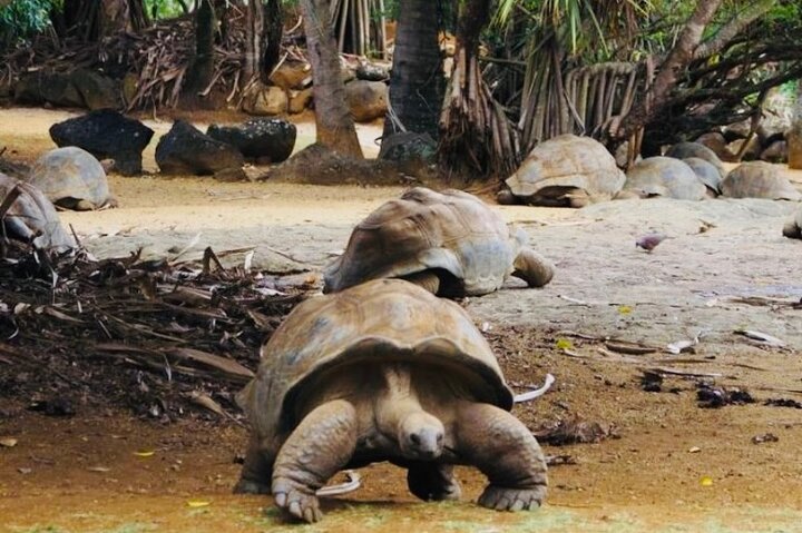 Picturesque South Tour Of Mauritius, Incl Lunch,7-Coloured Earth