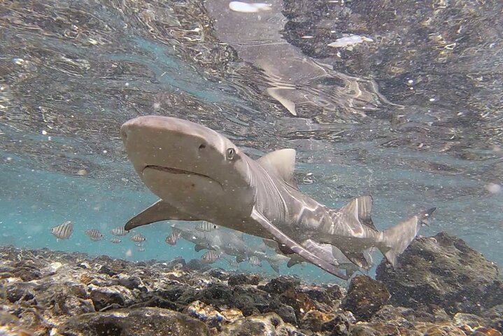 Private Sal Island All-Inclusive Shark Bay, Blue Eye & Salt Lake