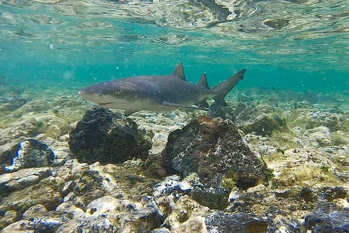 Private Sal Island All-Inclusive Shark Bay, Blue Eye & Salt Lake