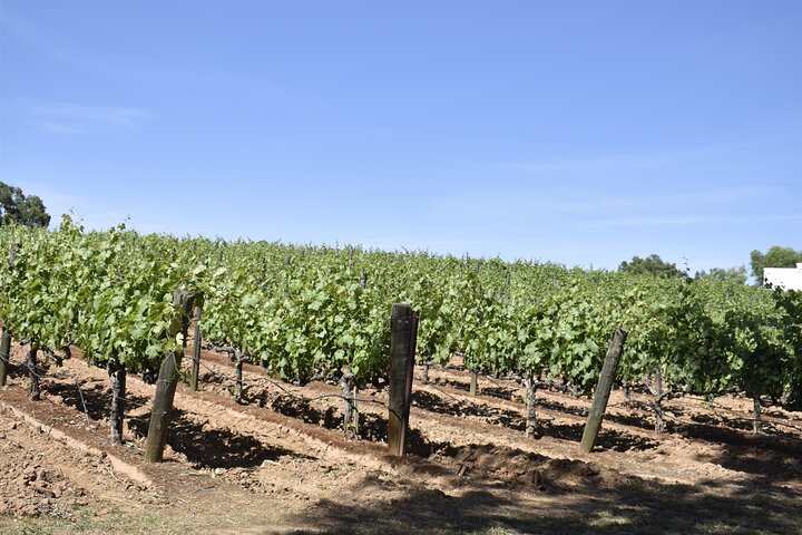 Private Wine Tour Amador County Wine Tasting Tours