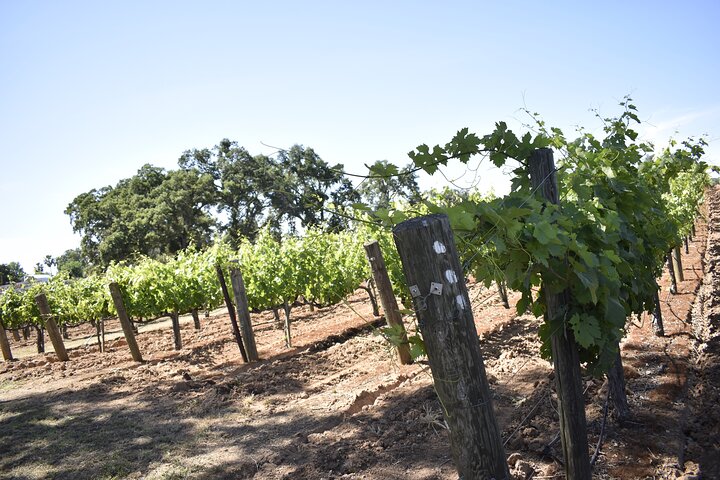 Lodi wine tasting tours Customized private Wine Tour