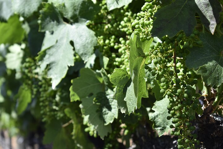 Private Wine Tour Amador County Wine Tasting Tours