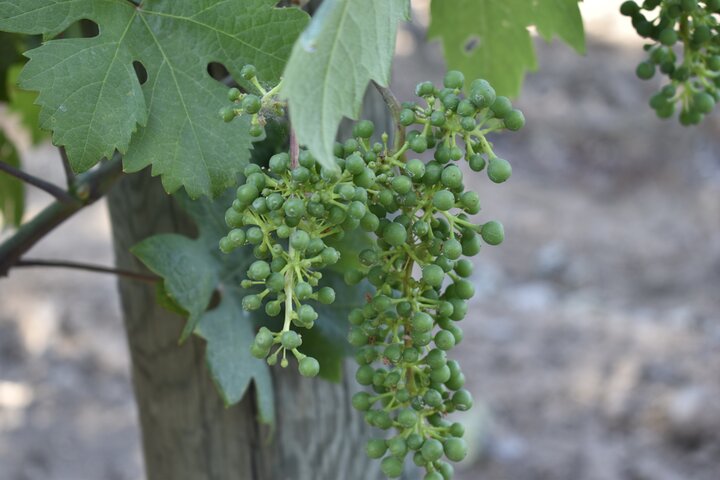 Lodi wine tasting tours Customized private Wine Tour