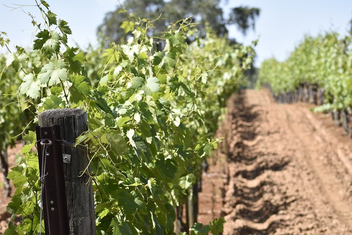 Private Wine Tour Amador County Wine Tasting Tours