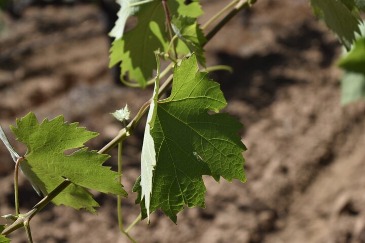 Private Wine Tour Amador County Wine Tasting Tours