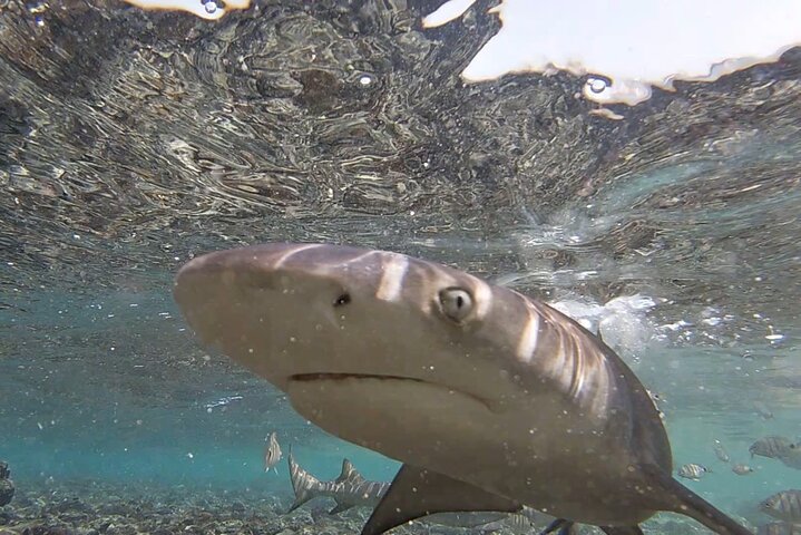 Private Sal Island Lemon Shark Tour with Native Guide