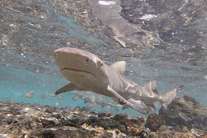Private Sal Island Lemon Shark Tour with Native Guide