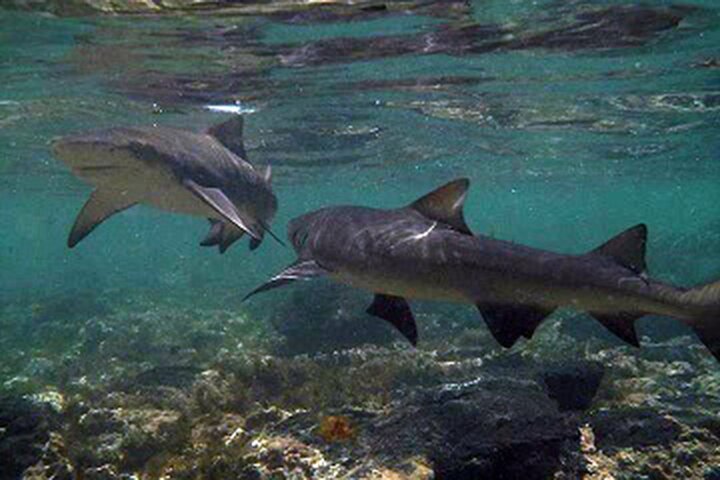 Private Sal Island Lemon Shark Tour with Native Guide
