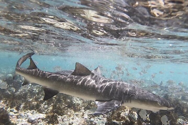Private Sal Island Lemon Shark Tour with Native Guide