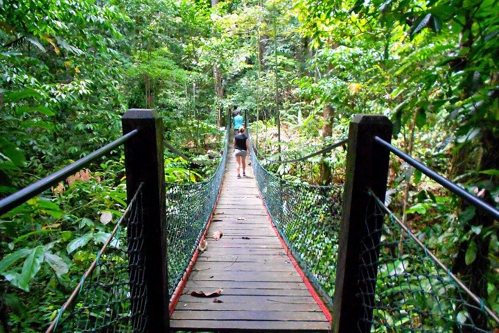 Full Day Orang Utan Sepilok, Proboscis Monkey, Sunbear, RDC