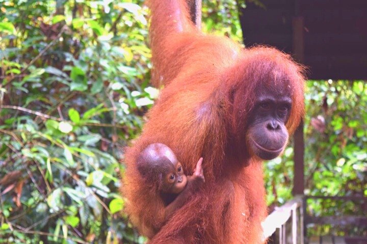 Full Day Orang Utan Sepilok, Proboscis Monkey, Sunbear, RDC
