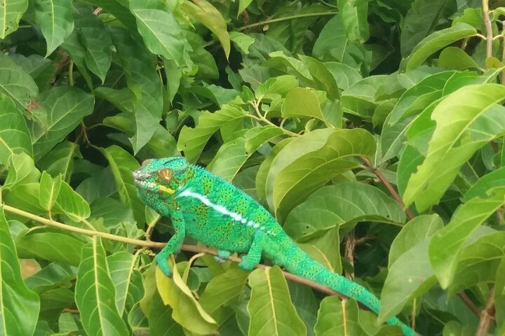 Guided tour to Lokobe Natural Park