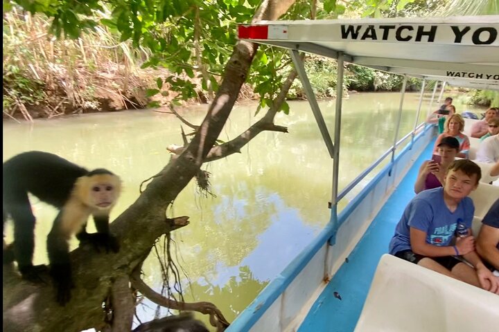 Monkey Mangrove tour