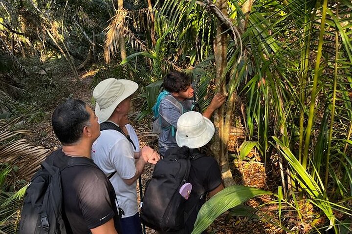 EcoHike to private beach, Jungle Walk to see plants & animals
