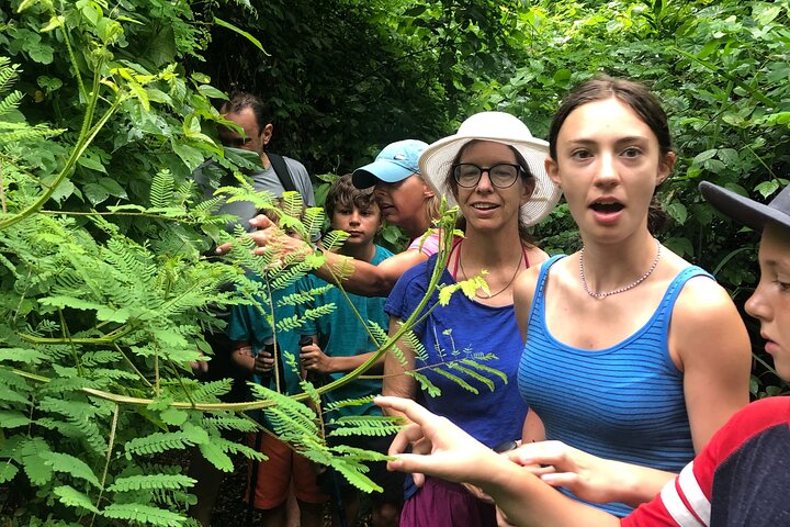EcoHike to private beach, Jungle Walk to see plants & animals