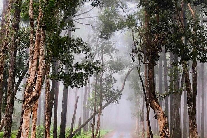 Fascinating Nature Tour Incl Ebony Forest, 7 Coloured Earth,Lunch