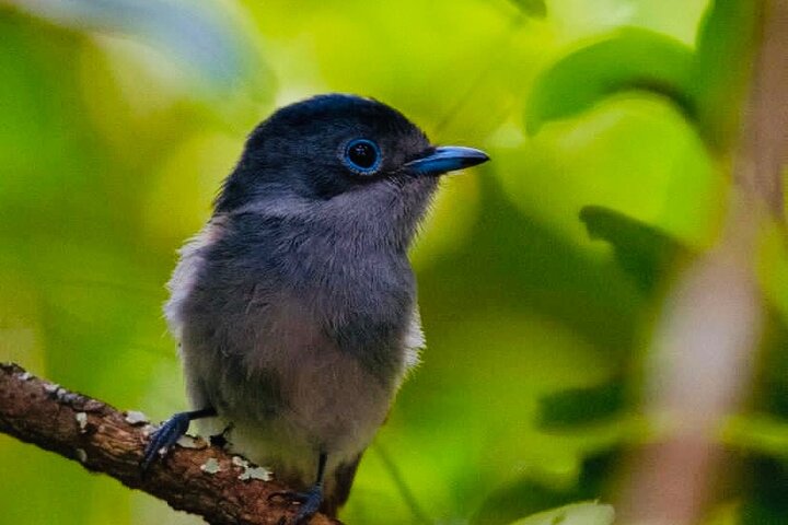 Fascinating Nature Tour Incl Ebony Forest, 7 Coloured Earth,Lunch