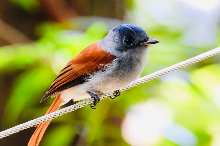 Fascinating Nature Tour Incl Ebony Forest, 7 Coloured Earth,Lunch
