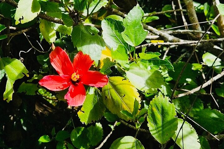 Fascinating Nature Tour Incl Ebony Forest, 7 Coloured Earth,Lunch
