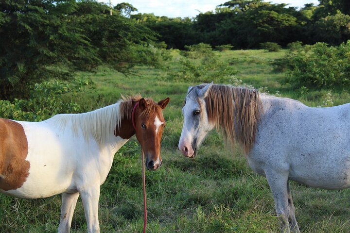 Horseback Riding Experience