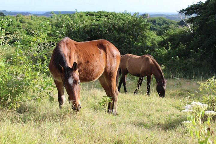 Horseback Riding Experience