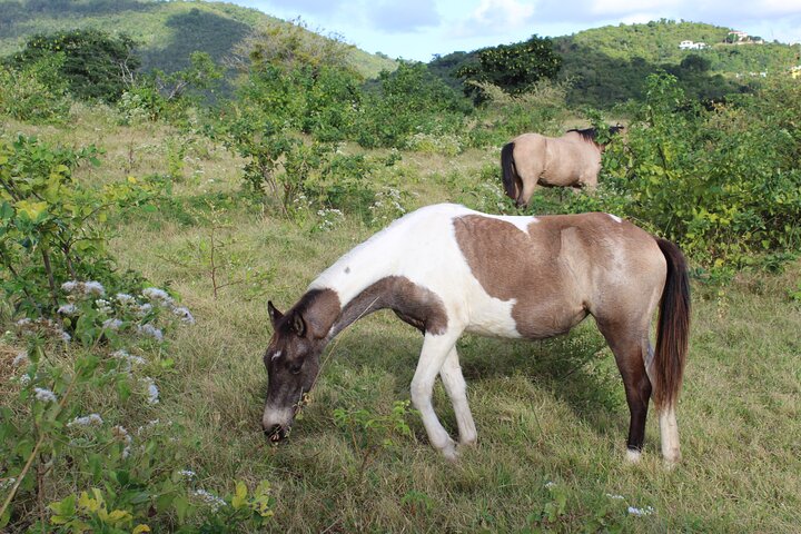 Horseback Riding Experience