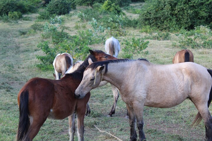 Horseback Riding Experience