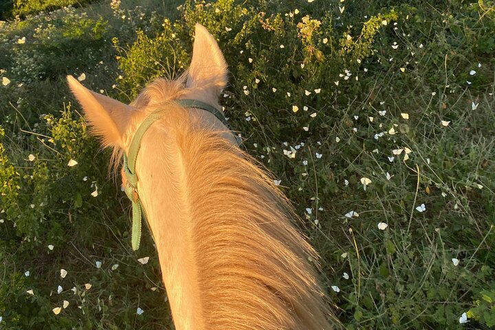Horseback Riding Experience