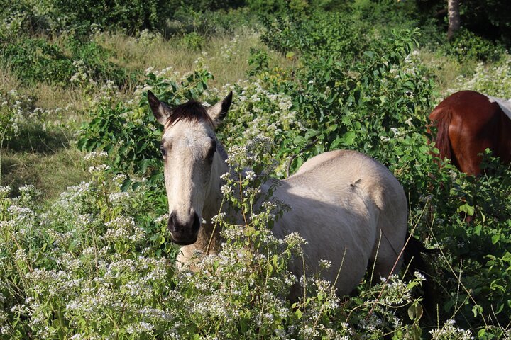 Horseback Riding Experience