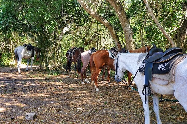 Horseback Riding Experience