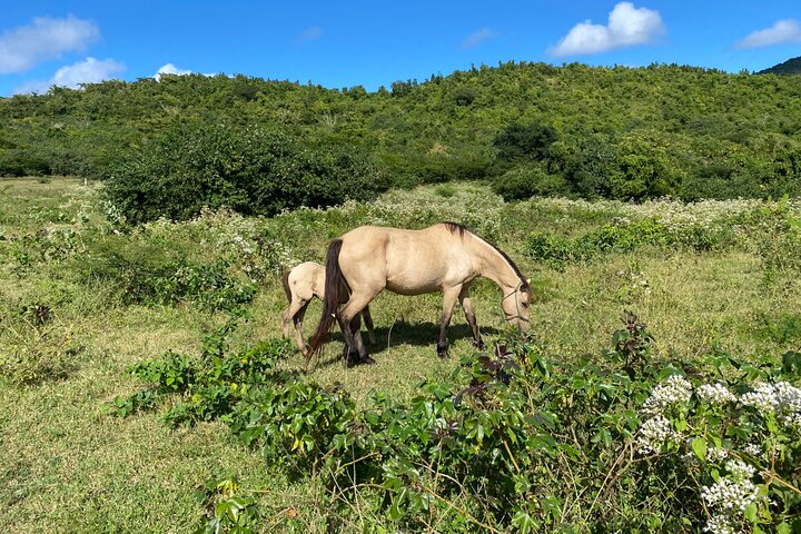Horseback Riding Experience