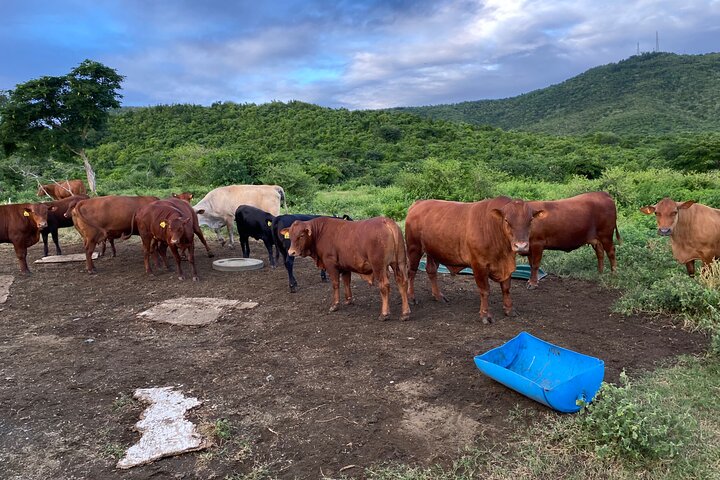 Horseback Riding Experience