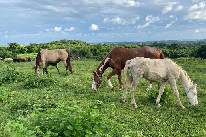 Horseback Riding Experience