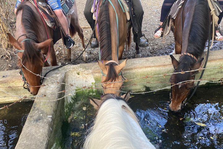 Horseback Riding Experience